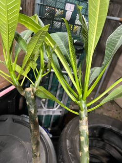Plumeria