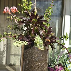 Succulent Plants 