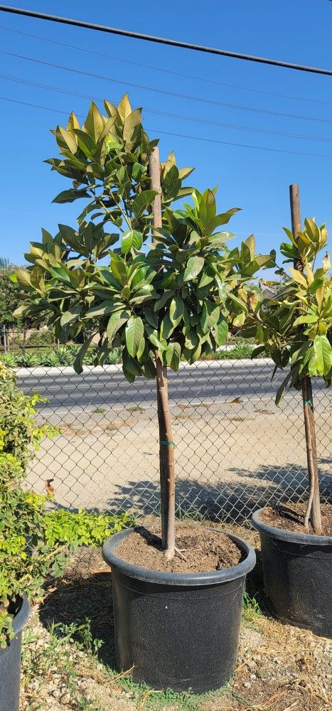 Magnolia Tree