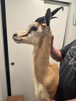 Vintage Springbok Mount