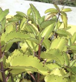 LEAF OF LIFE- kalanchoe plants