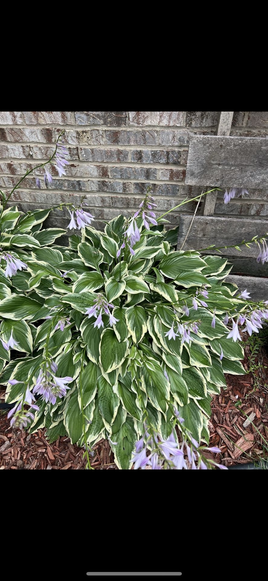 Flowering Hosta  Plant - 1 Plant For $5 