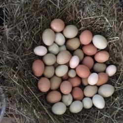 fertile chicken eggs 