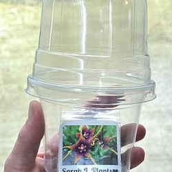 RARE! Euphorbia Leuconeura Aka The Jewel Of Madagascar Seeds W/humidity Dome Pot