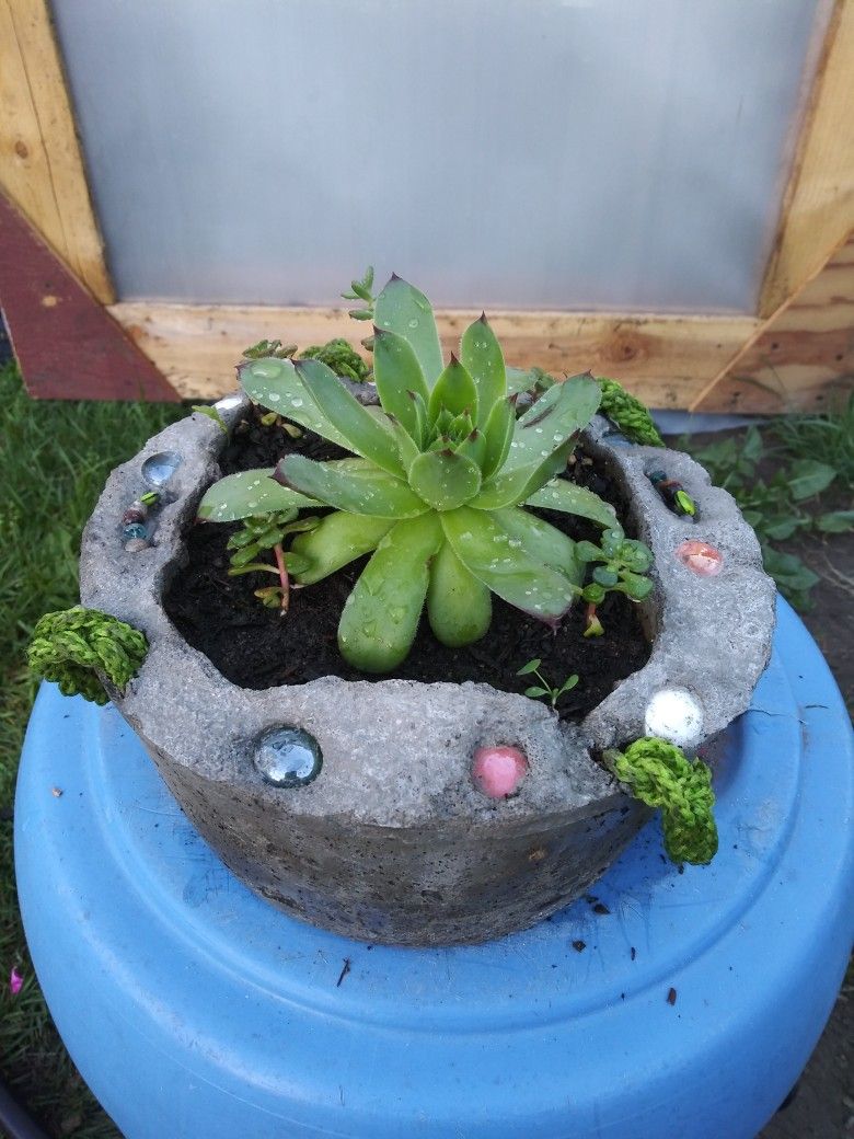 Succulents