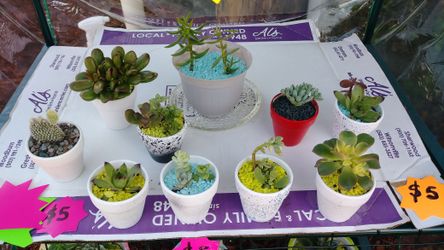 sale of potted succulents