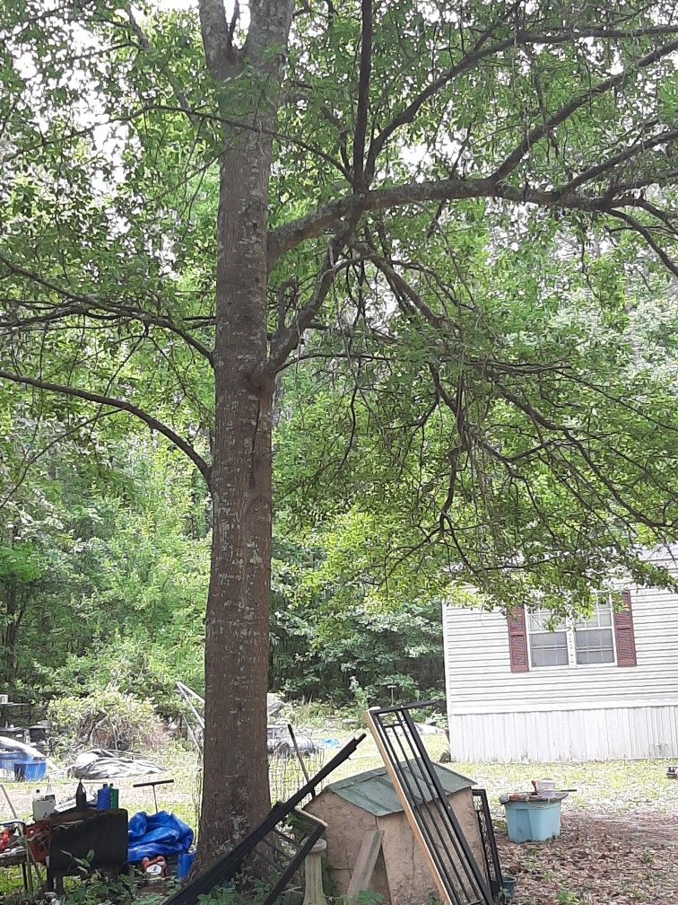 Free Tree He Say Oak