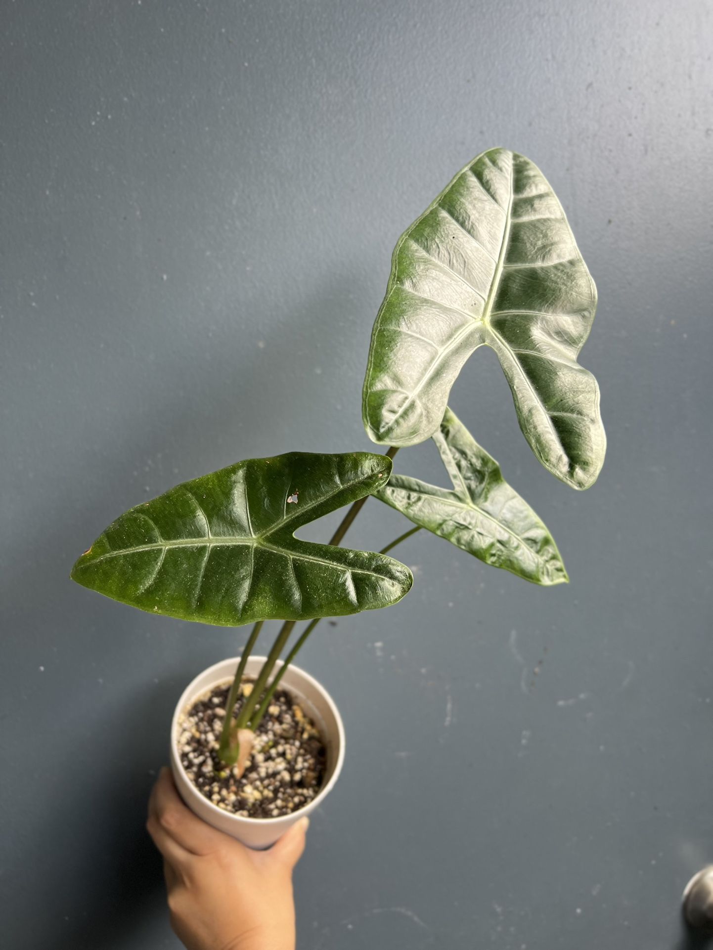 Live Alocasia Longiloba Plant 6”Pot 17”Tall - Elephant Ear Plant- Denudata Indoor Houseplant 
