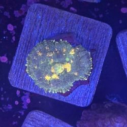 Rhodactis Mushroom Display Decor