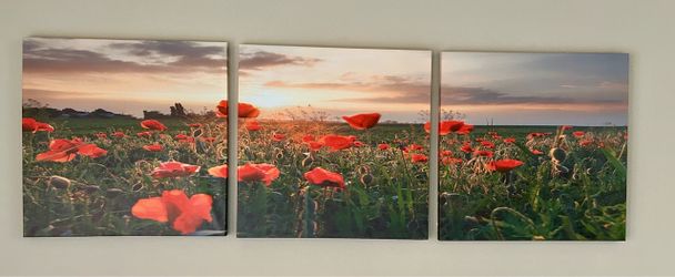 Poppies