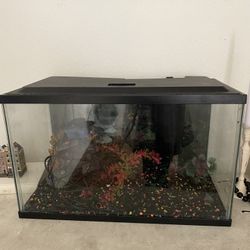 Fish Tank