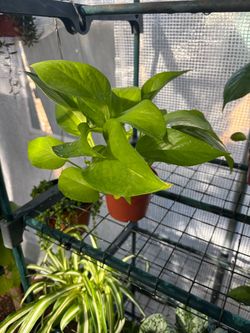 Neon Pothos