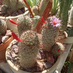Pincushion Cacti Plant 
