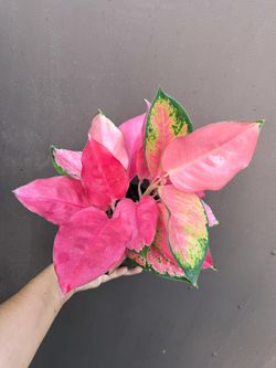 6” mixed alaonema pink pearl and china red