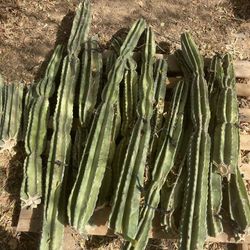 Peruvian Apple Cactus Cuttings