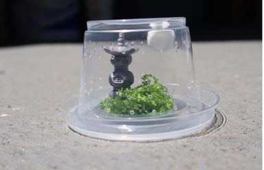 Baby Jumping Spider enclosure