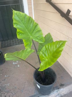 Big Black and green Elephant ear plant