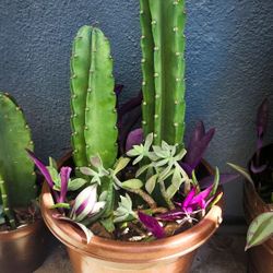 Peruvian Cactus & Succulent Planter 🌵