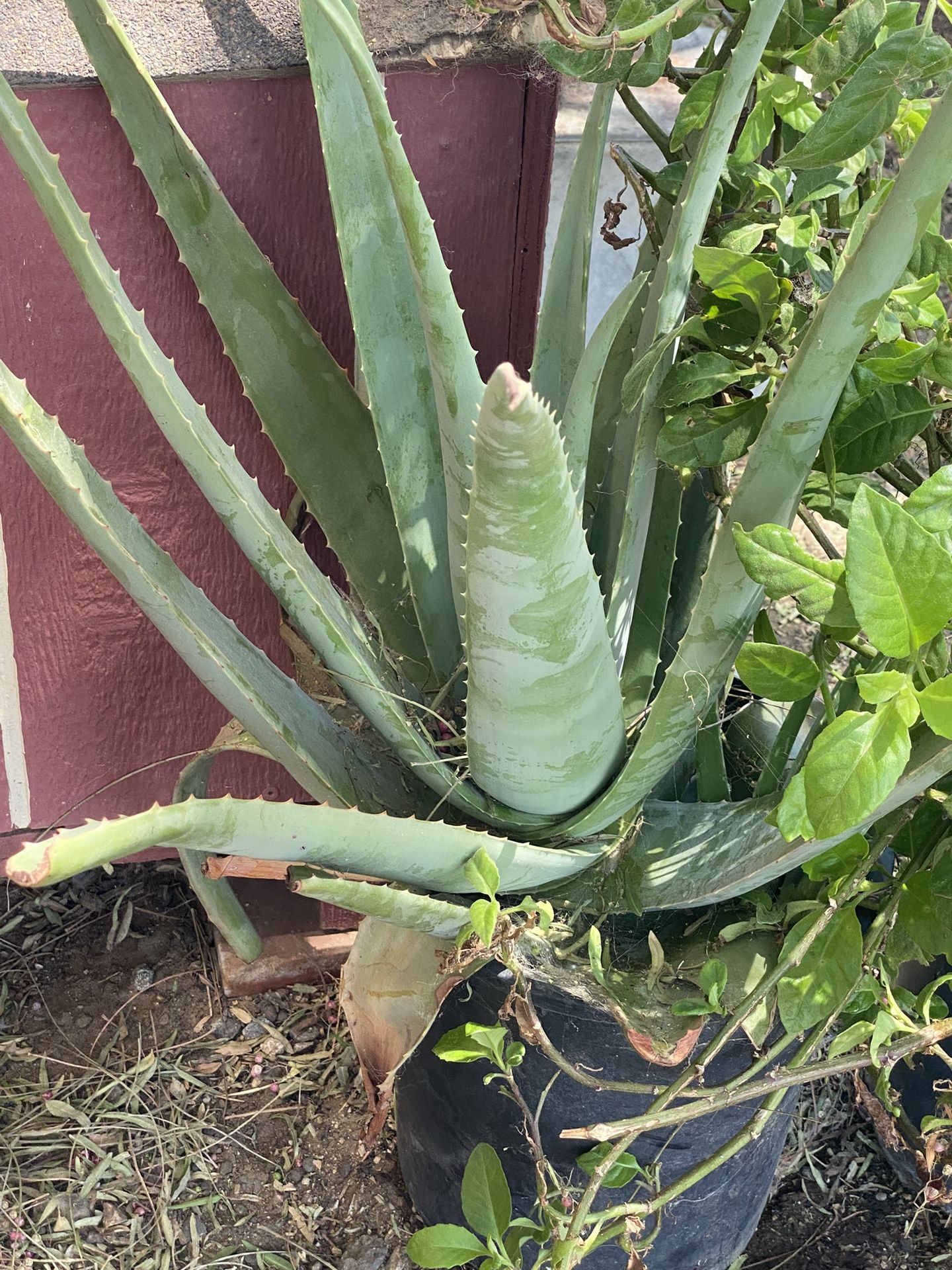 Aloe