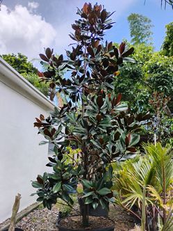 Large magnolia trees 12ft $475🌸