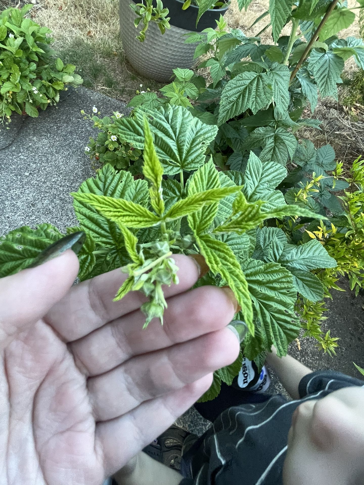 Fall golden raspberries