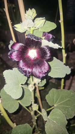 Hollyhock Nigra/Burgundy Color / Vara De San Jose color Negra/borgoña