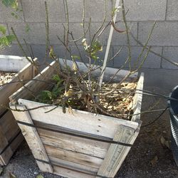 Bonanza Miniature Peach Tree