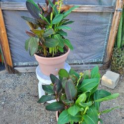 Canna Sun Plant 14" Pot $10 Each