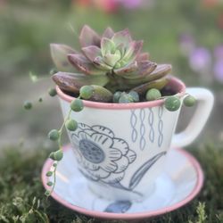 Teacup Succulent Arrangement 