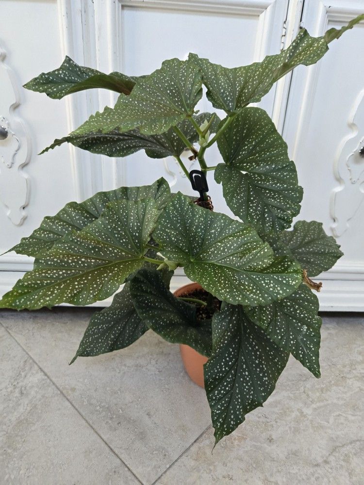 Angel Wing Begonia