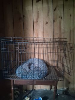 Dog kennel for medium dogs asking $20