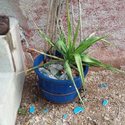 Yucca Plant In Ceramic Blue Pot With Cactus Skeletons And Native Green And Red Rocks