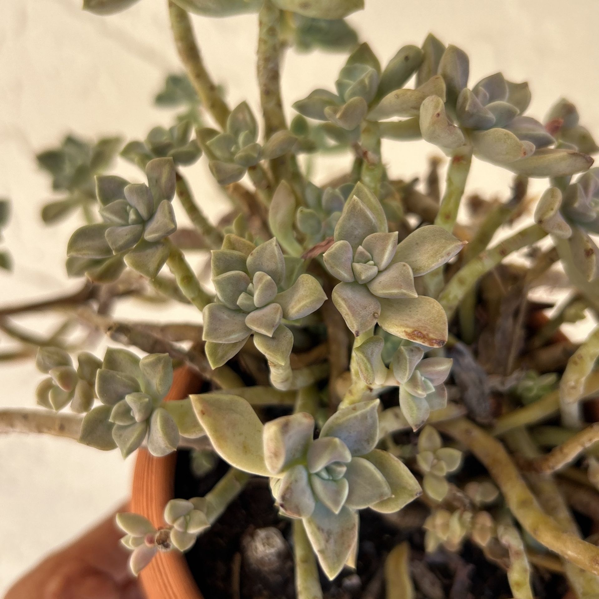Succulent $21