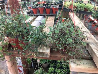 Bridal plant . Purple yew plant $7 each