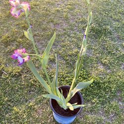 White & Purple Iris Plants