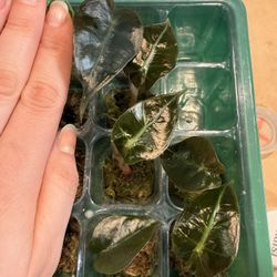 Alocasia Polly Live plant 