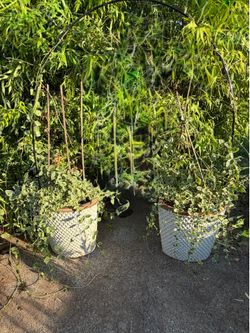 Variegated Vinca Major in Heavy Decorative Pot. Read description 1st