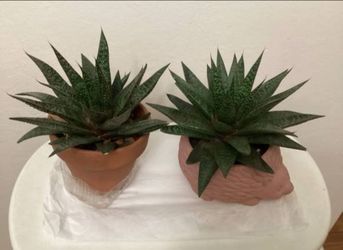 Gasteria 'Flow' plants