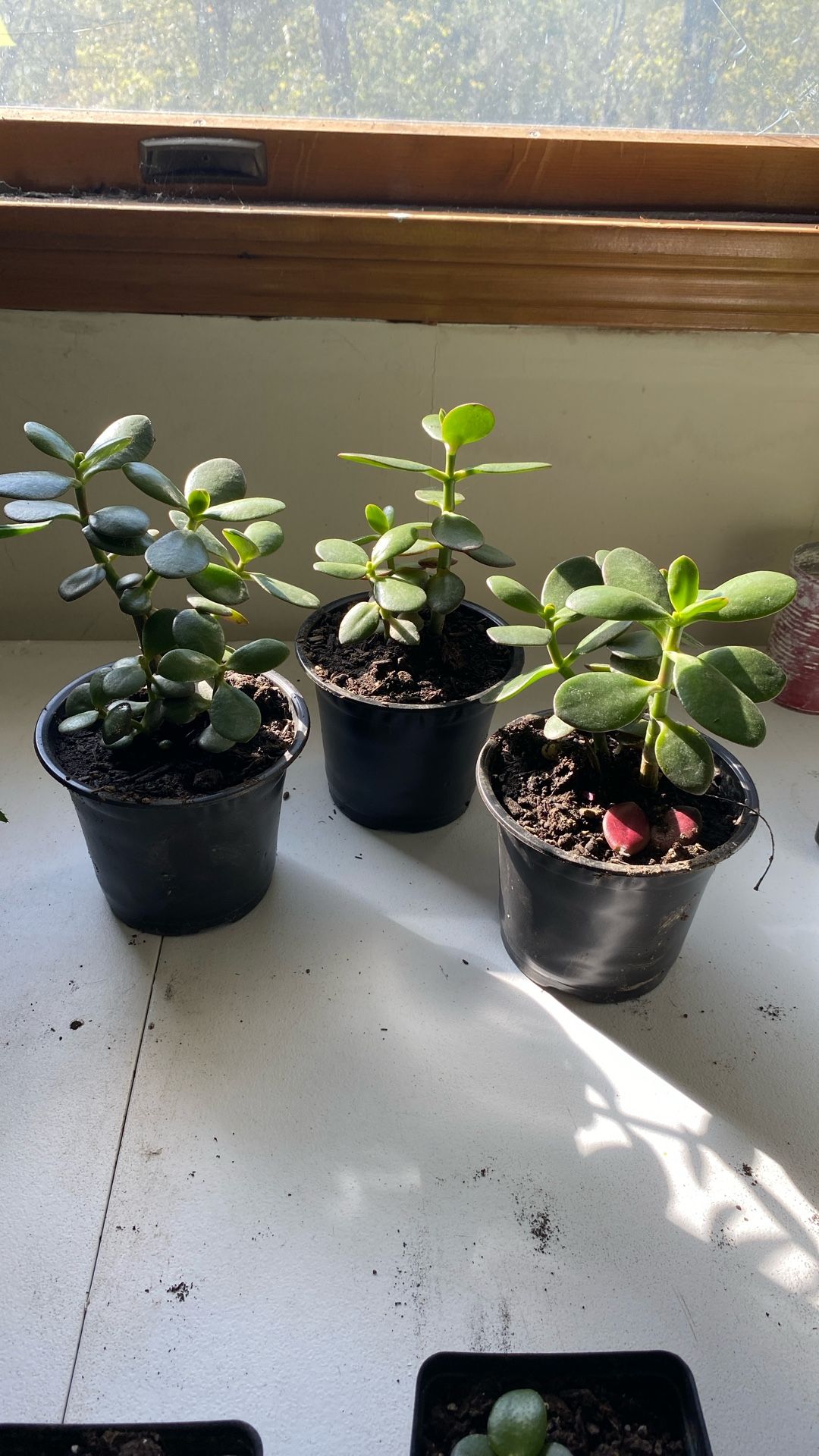 Jade Plants!