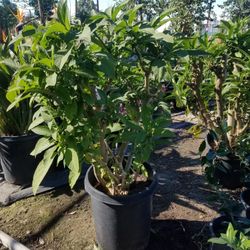 Yellow Angel Trumpet