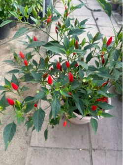 Chilli fruitting