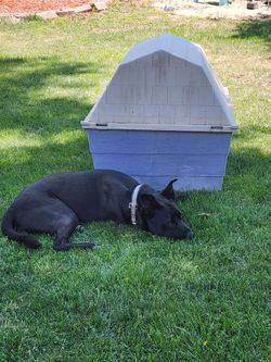 Dog crate kennel (outdoor)