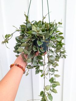 Hoya Krohniana Eskimo/Silver Splash Plant 6" Pot - Indoor House Plants