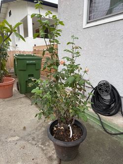 Queen Elizabeth Rose Bush in Black Plastic Pot