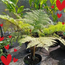AUSTRALIAN FERN TREE 15GL $110🏡🏡