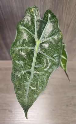 alocasia amazonica mint