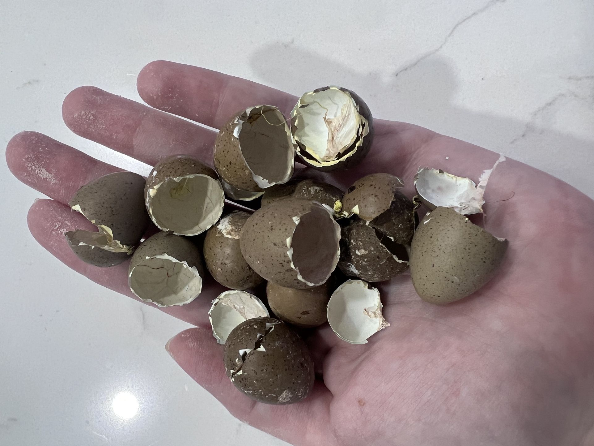 Button Quails Fertile Eggs