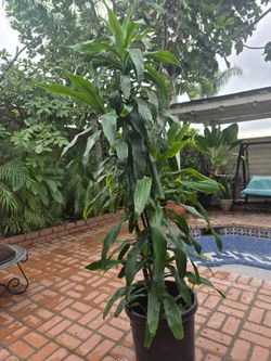 Indoor/outdoor plant. Almost 7 feet tall