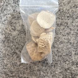Fossils Scutes 