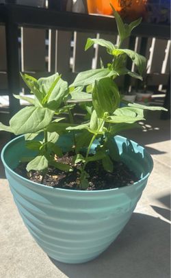 Zinnia plant in teal blue pot